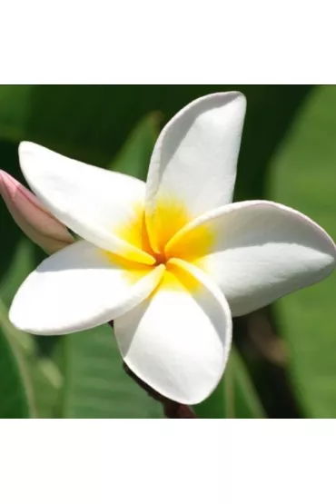 DaVinci Karnet Plumeria + koperta B2W 202 001 16 x 16 cm
