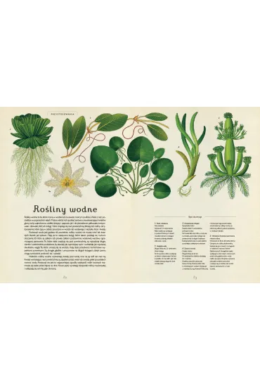 Botanicum. Muzeum Ro�lin - Kathy Willis