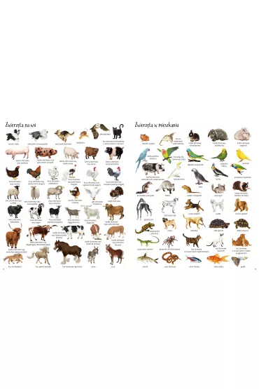 Zwierz�ta. Encyklopedia obrazkowa