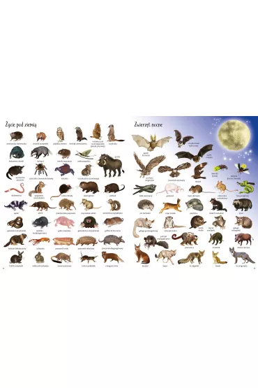 Zwierz�ta. Encyklopedia obrazkowa