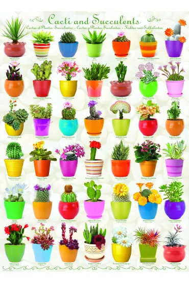 Puzzle 1000 el. Cacti & Succulents Eurographics