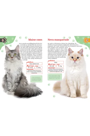 M�j kot