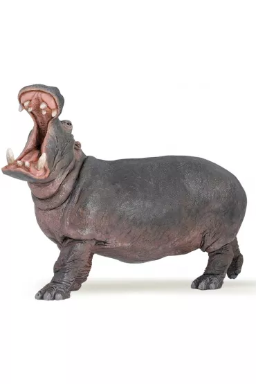 Hipopotam