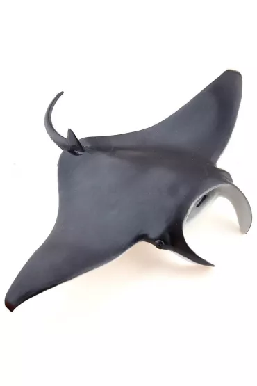 Manta