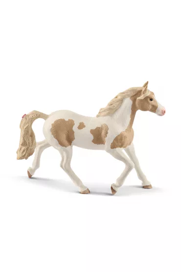 Klacz rasy Paint Mare