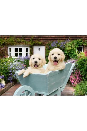 Puzzle 200 el. XL Golden Retriever Ravensburger