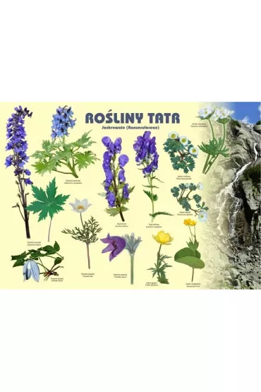 Tablica 100x72cm Ro�liny Tatr. Jaskrowate