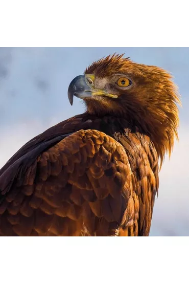 Museums & Galleries Karnet kwadrat z kopert� Golden Eagle