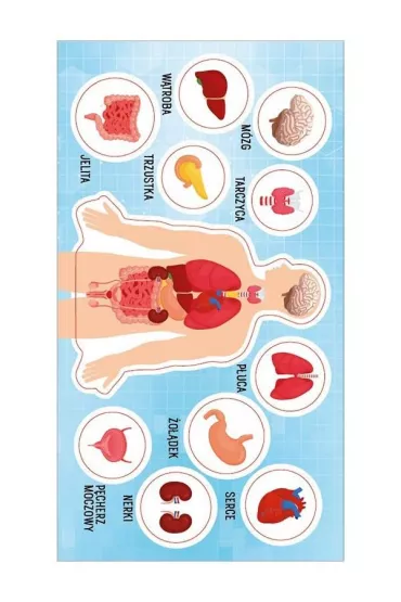 Ranok-Creative Naklejki Anatomia czowieka