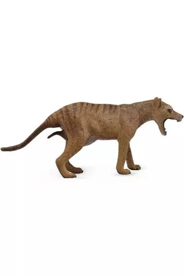 Wilk workowaty (tasma�ski) samica