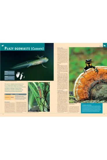 Ilustrowana encyklopedia zwierz�t i ro�lin Polski