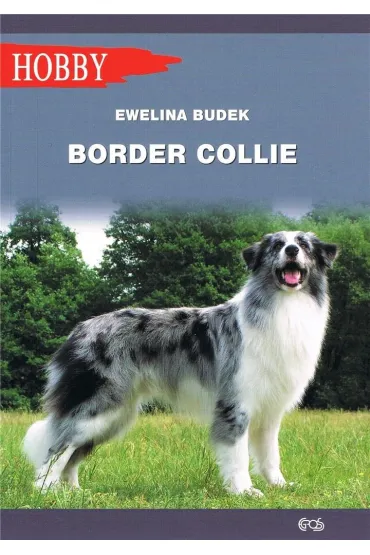 Border collie - Ewelina Budek