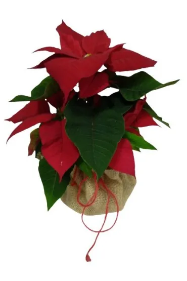 Juta os�onka 50cm