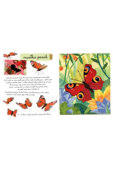 Ma�y atlas motyli Ewy i Paw�a Pawlak�w - Ewa Kozyra-Pawlak, Pawe� Pawlak