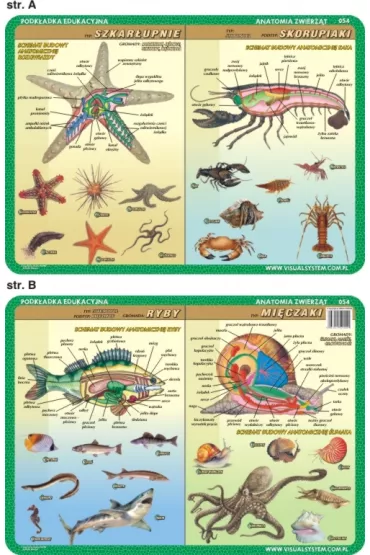 Visual System Podk�adka edukacyjna. Anatomia. Szkar�upnie