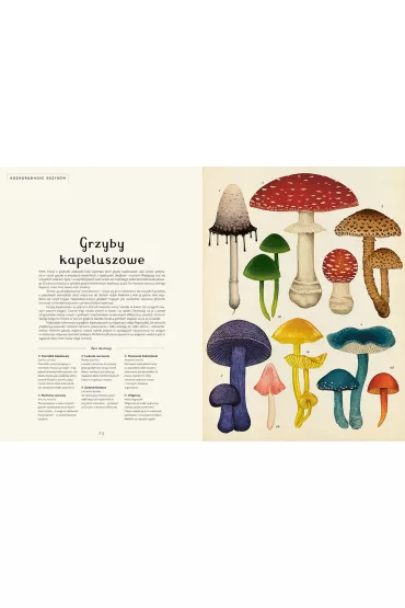 Fungarium. Muzeum Grzyb�w - Ester Gaya