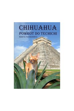 Chihuahua powrt do techichi