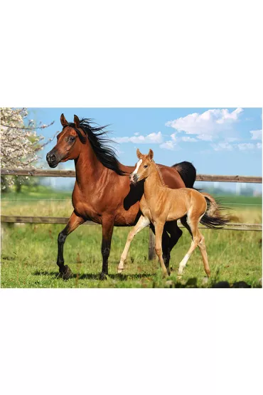 Puzzle 260 el. Mare and Foal Castorland