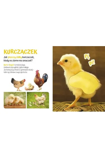Pog�aszcz Zwierz�tko Przytulki