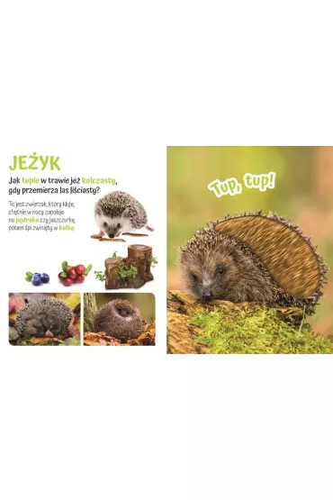 Pog�aszcz Dzikie Zwierz�tko. Przytulki