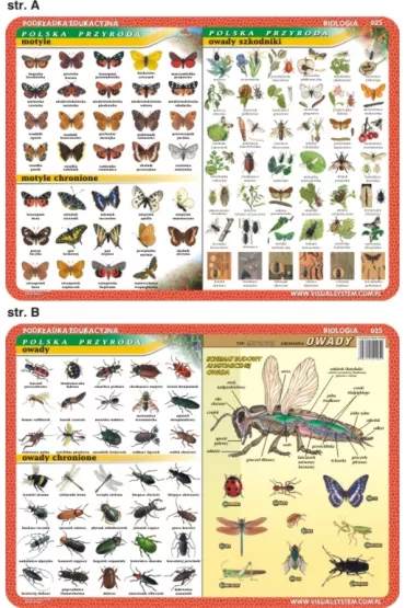 Visual System Podk�adka edukacyjna. Motyle, owady, anatomia