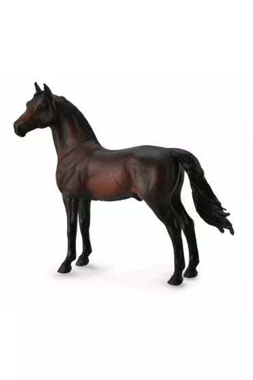 Ko� Morgan Stallion - Bay