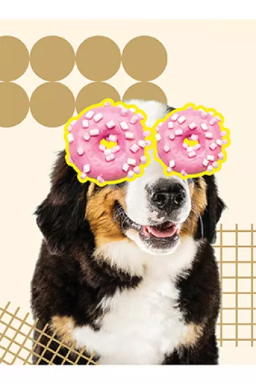 St. Majewski Zeszyt A5 Funny Dog kratka, 70g 60 kartek