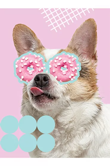 St. Majewski Zeszyt A5 Funny Dog kratka, 70g 60 kartek