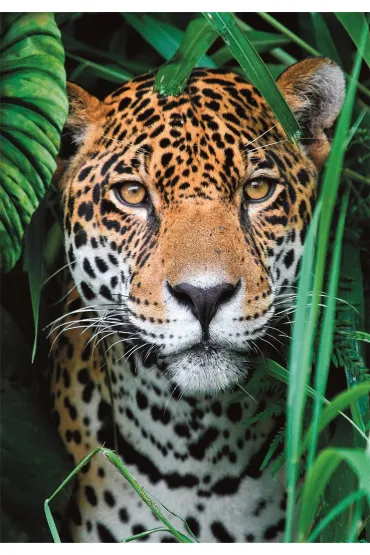 Puzzle 500 el. Compact Jaguar in the jungle Clementoni