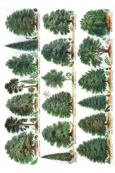 Museums & Galleries Karnet B6 z kopert� Our British Forest Trees