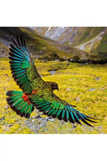 Museums & Galleries Karnet kwadrat z kopert� Alpine Parrot