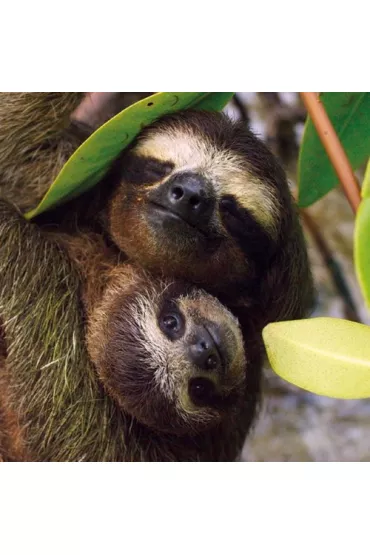 Museums & Galleries Karnet kwadrat z kopert� Three-toed Pygmy Sloth