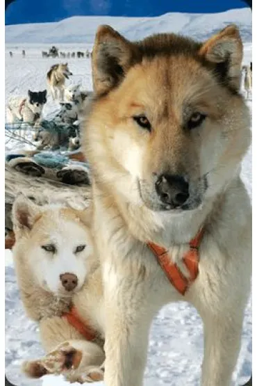 Worth Keeping Mini kartka 3D Husky