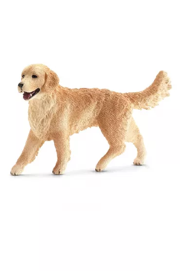 Golden Retriever suczka