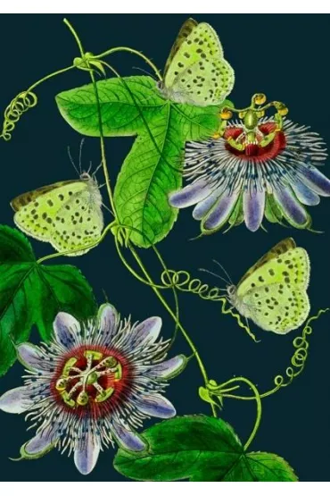 Madame Treacle Karnet B6 z kopert� Passiflora noc�