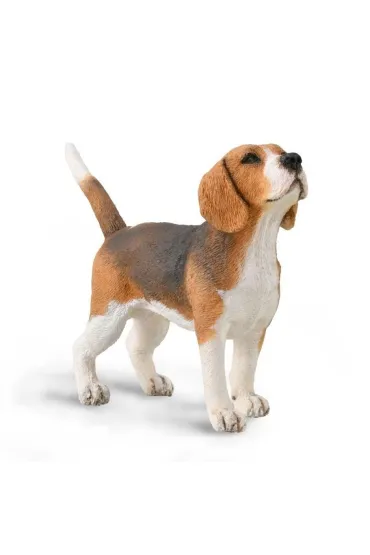 Pies beagle