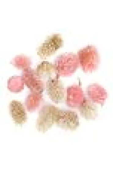 dpCraft Suszone owoce dekoracyjne mix 14 szt.