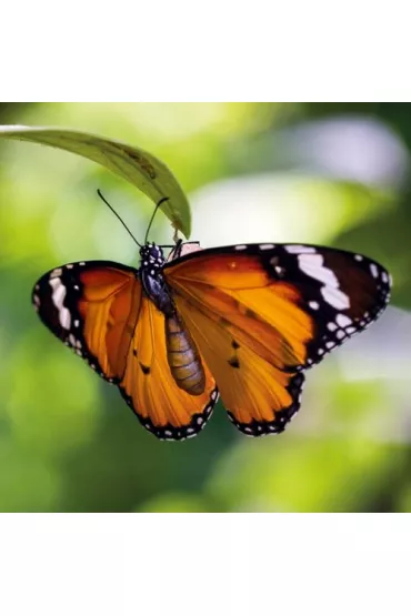 Museums & Galleries Karnet kwadrat z kopert� Tiger Butterfly