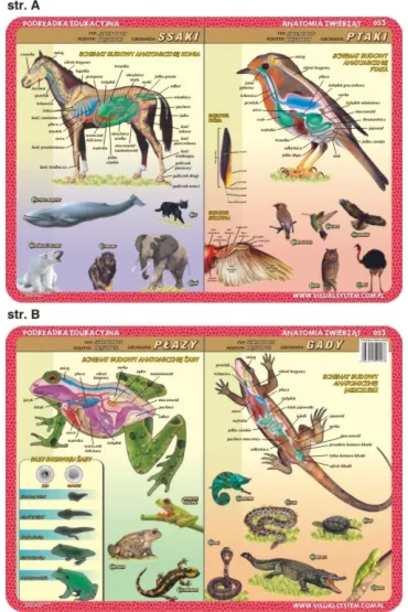 Visual System Podk�adka edukacyjna. Anatomia. Ssaki, ptaki, p�azy