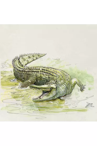 �ladami Darwina - Gr�gory Grard, Matthieu Verdier