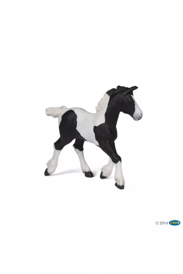 �rebi� Pinto