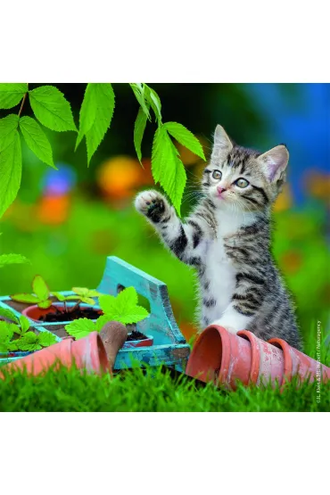 Puzzle 3x49 el. Koci�ta Ravensburger