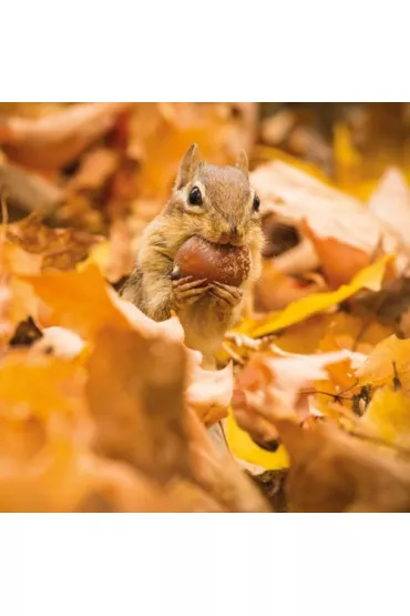Museums & Galleries Karnet kwadrat z kopert� Chipmunk with an acorn