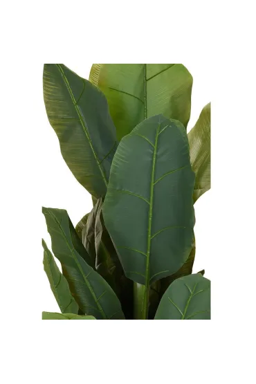 ProGarden Du�y bananowiec w donicy 165 cm