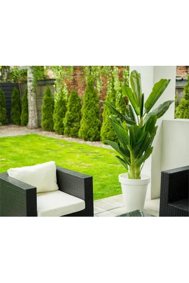 ProGarden Du�y bananowiec w donicy 165 cm