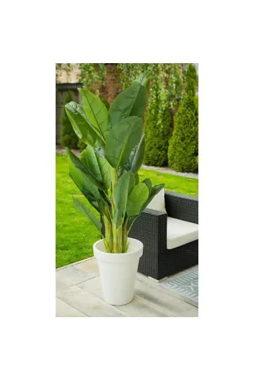 ProGarden Du�y bananowiec w donicy 165 cm