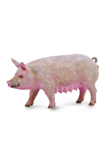 Maciora