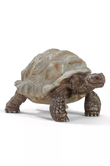 ��w Gigant