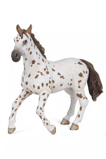 Klacz Appaloosa