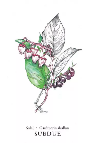 Hedgewitch Botanical Oracle Kit - Siolo Thompson